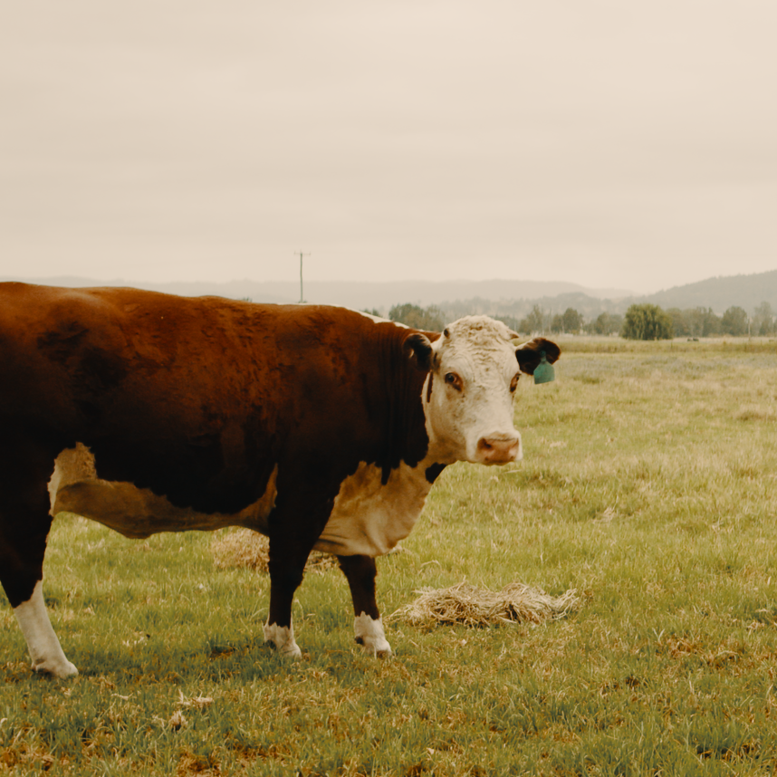 Riverbend Meats gallery image
